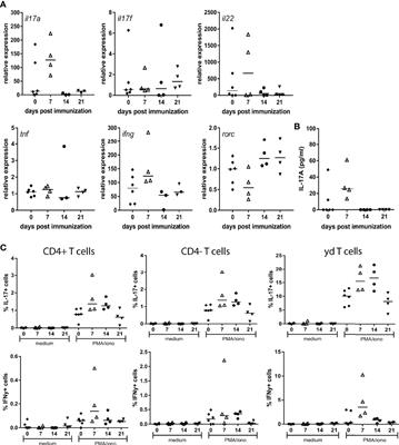 Paradoxical Augmentation of Experimental Spondyloarthritis by RORC Inhibition in HLA-B27 Transgenic Rats